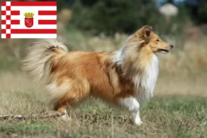Přečtete si více ze článku Chovatelé sheltie a štěňata v Brémách