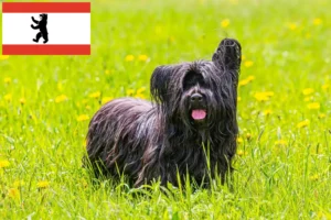 Přečtete si více ze článku Chovatelé skye teriérů a štěňat v Berlíně