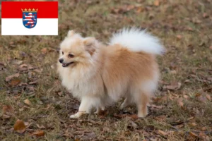 Přečtete si více ze článku Chovatelé špiců a štěňat v Hesensku