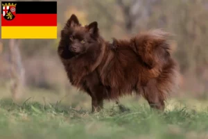 Přečtete si více ze článku Chovatelé špiců a štěňat v Porýní-Falci