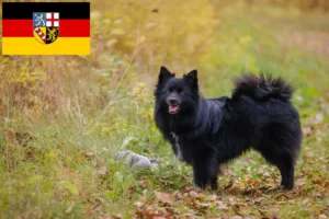 Přečtete si více ze článku Chovatelé špiců a štěňat v Sársku