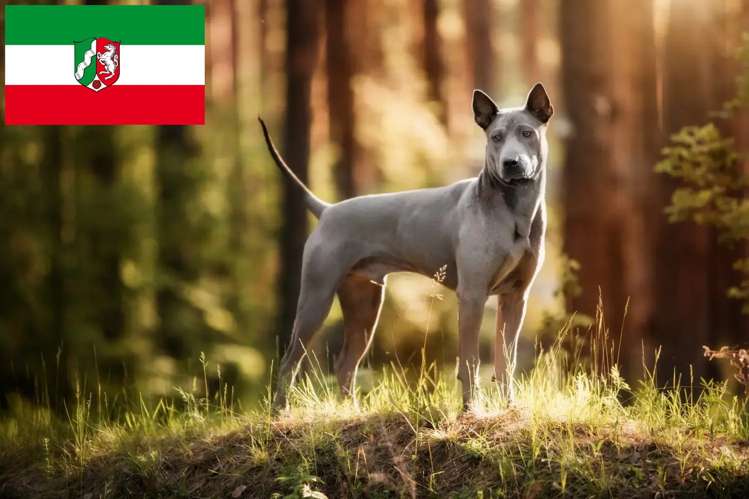 Štěňata a chovatelé thajských ridgebacků Severní Porýní-Vestfálsko Zde najdete chovatele thajských ridgebacků v Severním Porýní-Vestfálsku.