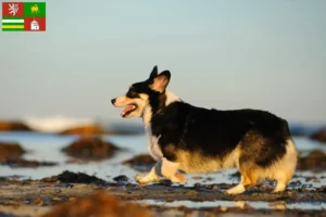 Přečtete si více ze článku Chovatelé velšských corgiů a štěňat v Plzni