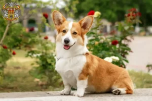 Přečtete si více ze článku Chovatelé velšských corgiů a štěňat v Praze