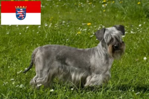 Přečtete si více ze článku Chovatelé českých teriérů a štěňat v Hesensku