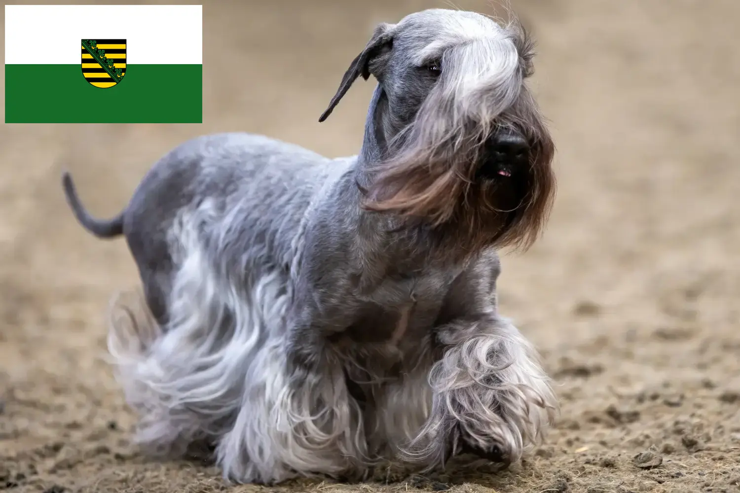 Štěňata českých teriérů a chovatelé Sasko Zde najdete chovatele českých teriérů v Sasku.