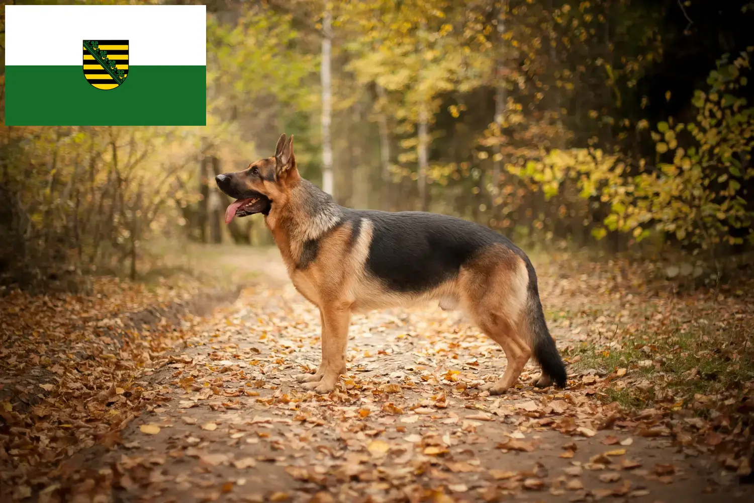 Štěňata ovčáckých psů a chovatelé Sasko Zde najdete chovatele ovčáckých psů v Sasku.