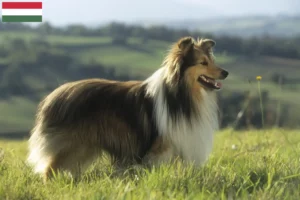 Přečtete si více ze článku Chovatelé sheltie a štěňata v Maďarsku
