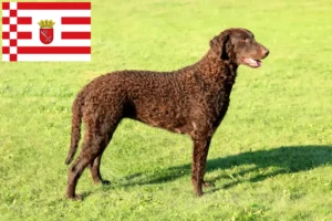 Přečtete si více ze článku Chovatelé a štěňata Curly Coated Retrieverů v Brémách
