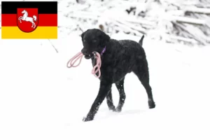 Přečtete si více ze článku Chovatelé a štěňata Curly Coated Retrieverů v Dolním Sasku