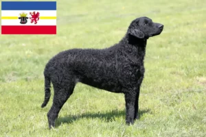 Přečtete si více ze článku Chovatelé a štěňata Curly Coated Retrieverů v Meklenbursku-Předním Pomořansku