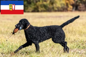 Přečtete si více ze článku Chovatelé a štěňata Curly Coated Retrieverů ve Šlesvicku-Holštýnsku