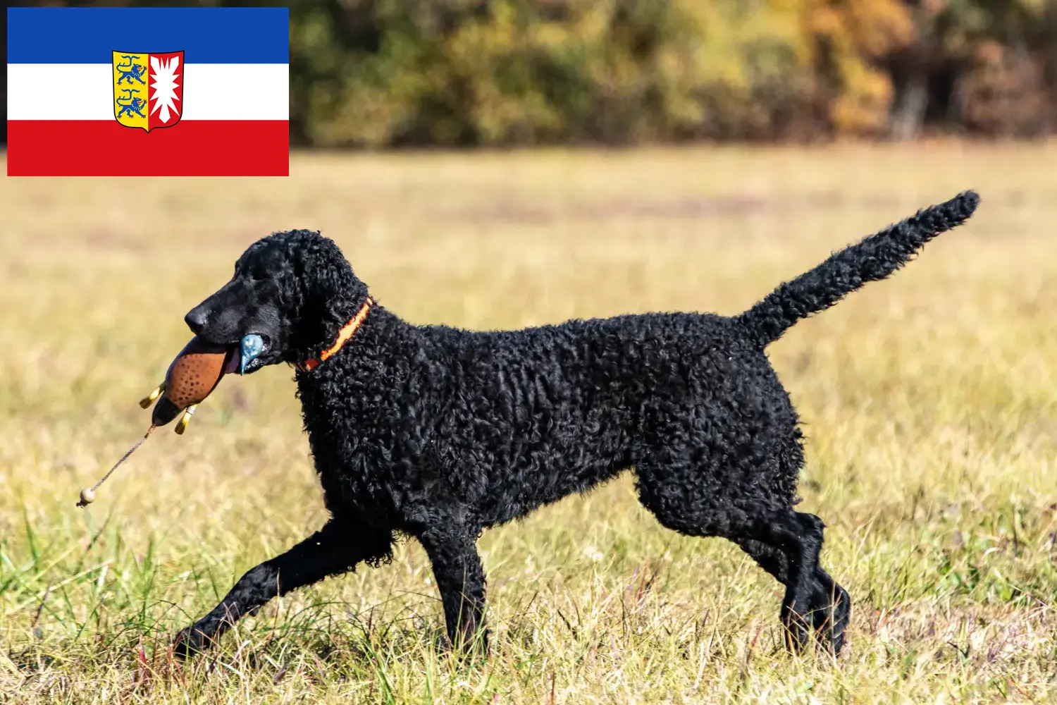 Curly Coated Retriever štěňata a chovatelé Šlesvicko-Holštýnsko Zde najdete chovatele Curly Coated Retrieverů ve Šlesvicku-Holštýnsku.