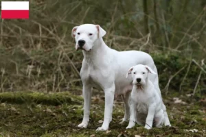 Přečtete si více ze článku Chovatelé a štěňata Dogo Argentino v Polsku