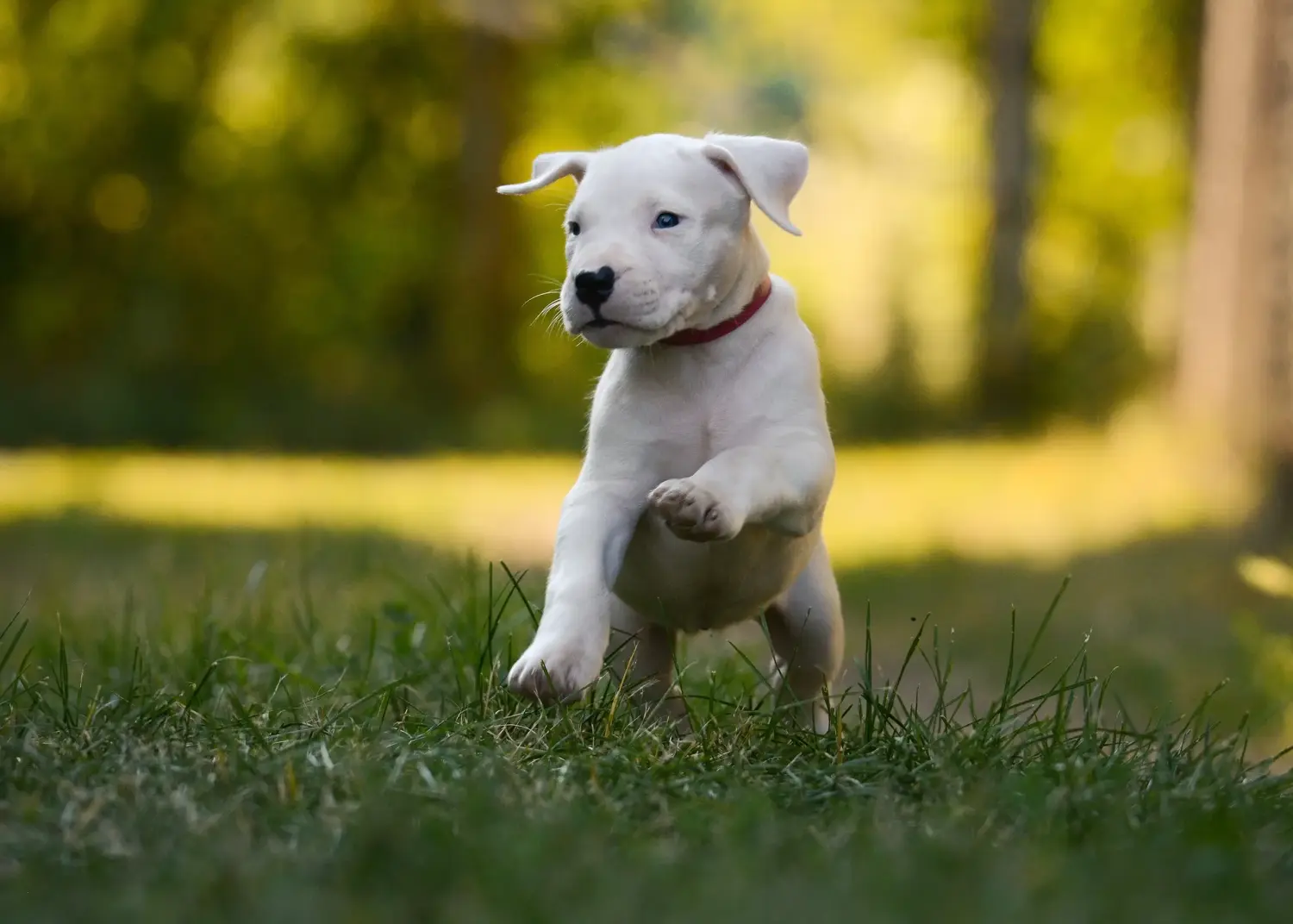Koupě štěněte argentinské dogy znamená převzít odpovědnost! Prodám štěňata Dogo Argentino.