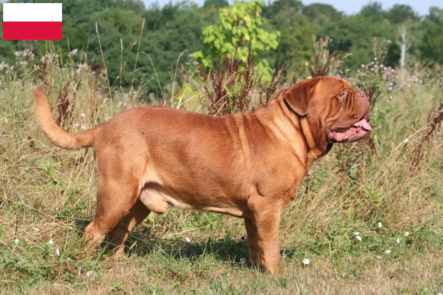 Dogue de Bordeaux štěňata a chovatelé Polsko Zde najdete chovatele dogue de bordeaux v Polsku.