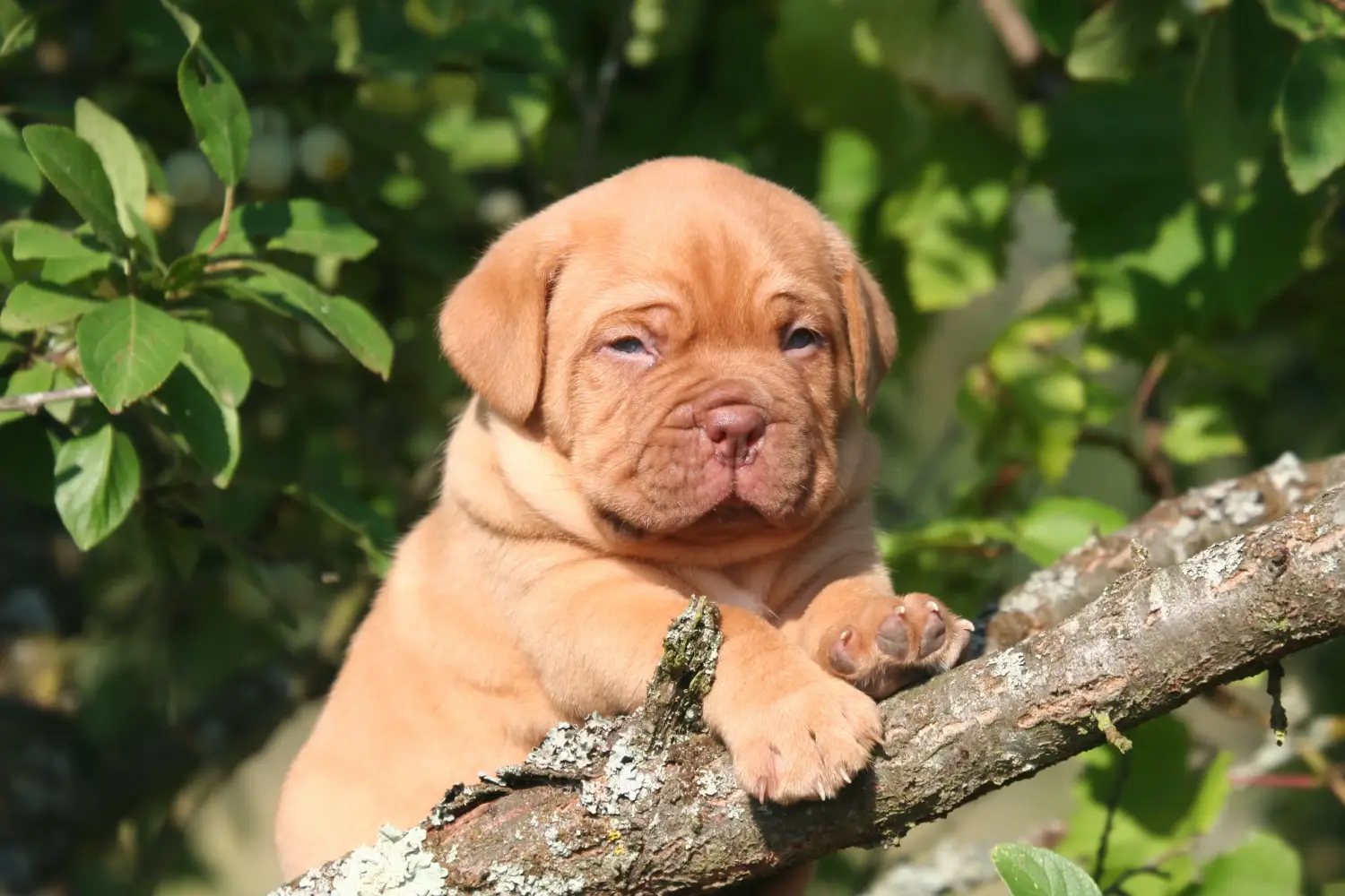 Koupě štěněte Dogue de Bordeaux znamená převzít odpovědnost! Prodám štěňata Dogue de Bordeaux.