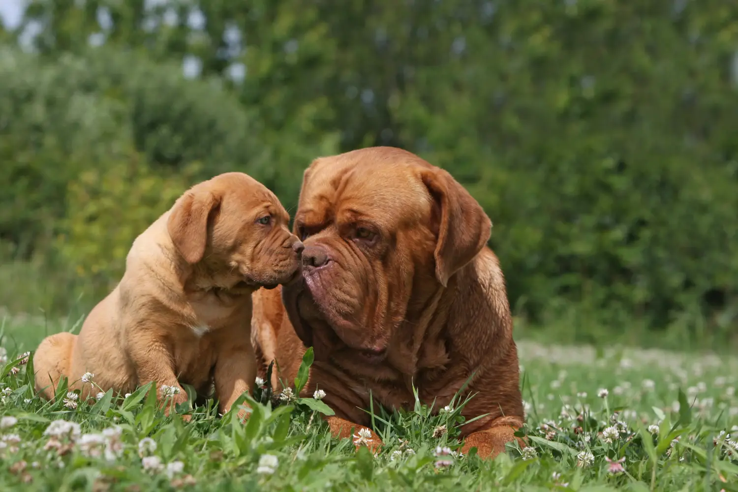 Koupě štěněte Dogue de Bordeaux znamená převzít odpovědnost! Prodám štěňata Dogue de Bordeaux.