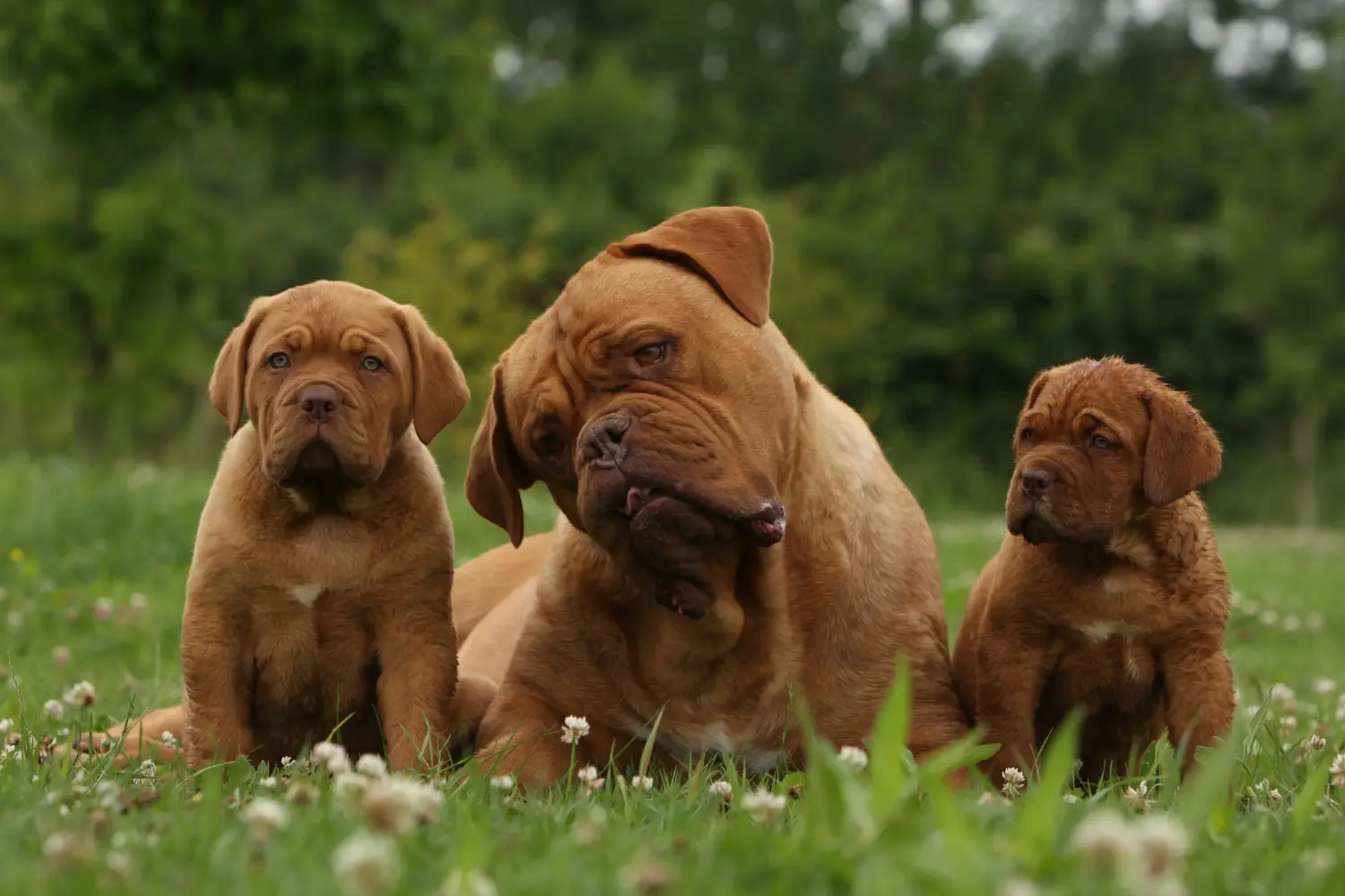 Koupě štěněte Dogue de Bordeaux znamená převzít odpovědnost! Prodám štěňata Dogue de Bordeaux.