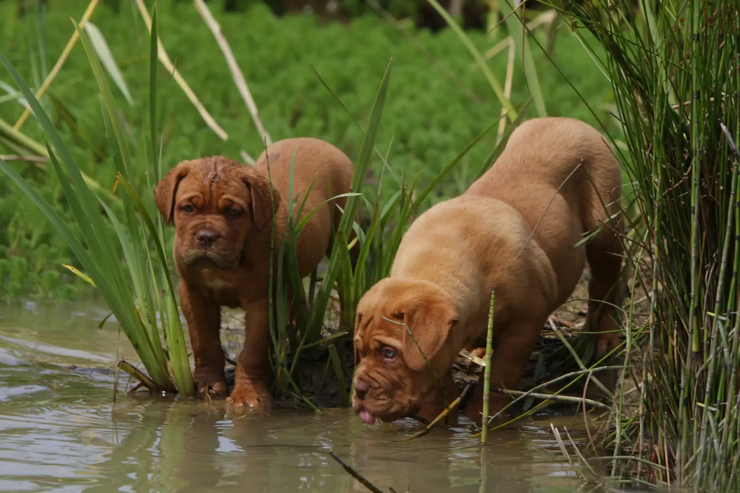 Koupě štěněte Dogue de Bordeaux znamená převzít odpovědnost! Prodám štěňata Dogue de Bordeaux.