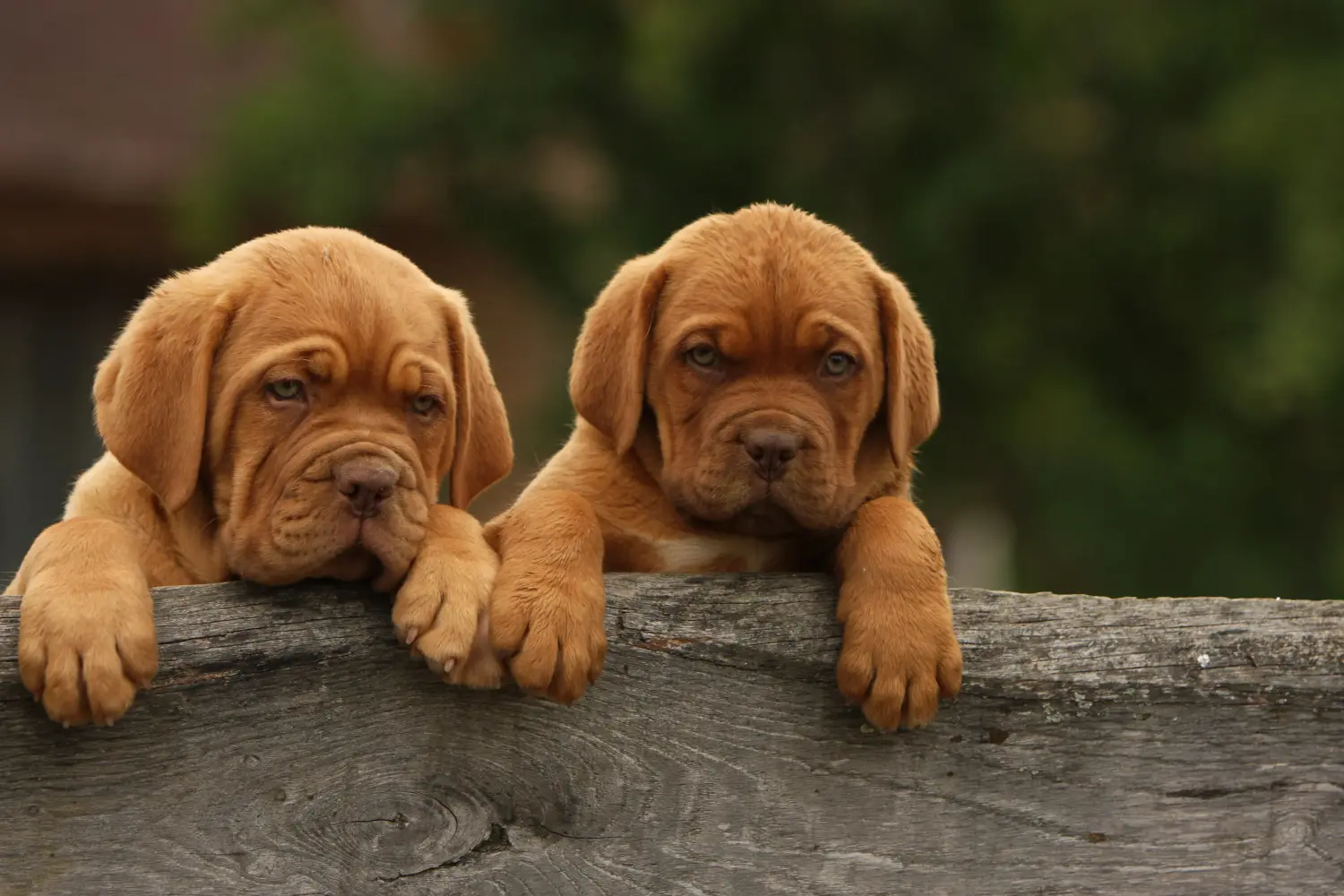 Koupě štěněte Dogue de Bordeaux znamená převzít odpovědnost! Prodám štěňata Dogue de Bordeaux.