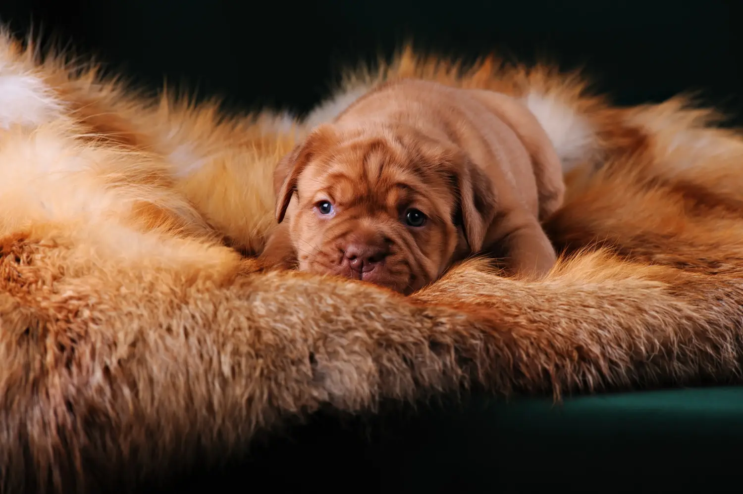 Koupě štěněte Dogue de Bordeaux znamená převzít odpovědnost! Prodám štěňata Dogue de Bordeaux.