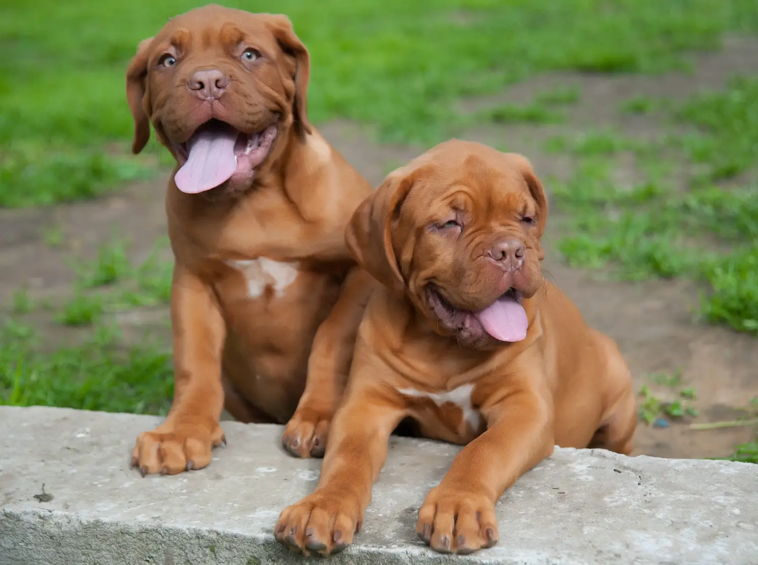Koupě štěněte Dogue de Bordeaux znamená převzít odpovědnost! Prodám štěňata Dogue de Bordeaux.