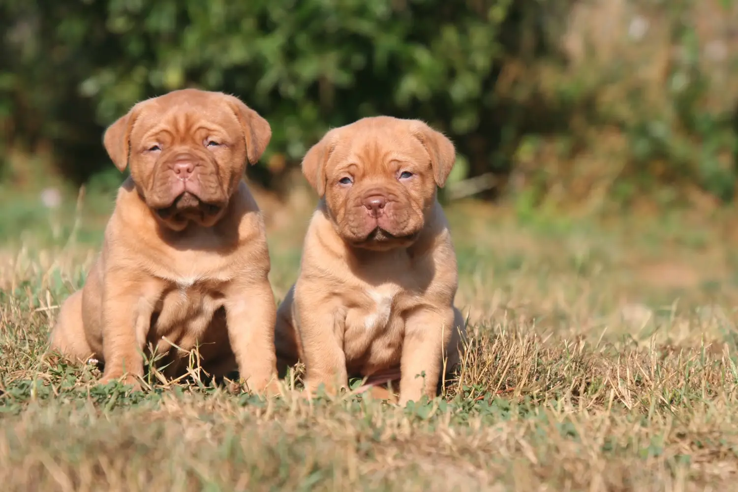 Koupě štěněte Dogue de Bordeaux znamená převzít odpovědnost! Prodám štěňata Dogue de Bordeaux.