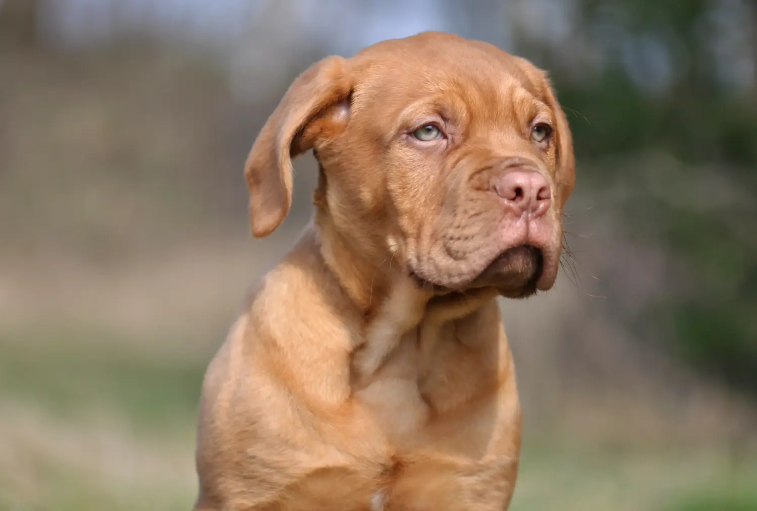 Koupě štěněte Dogue de Bordeaux znamená převzít odpovědnost! Prodám štěňata Dogue de Bordeaux.