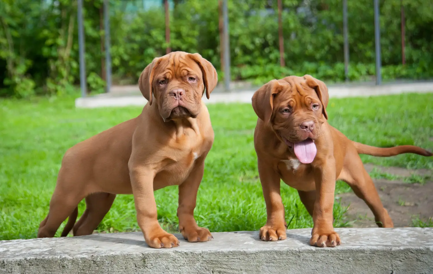 Koupě štěněte Dogue de Bordeaux znamená převzít odpovědnost! Prodám štěňata Dogue de Bordeaux.