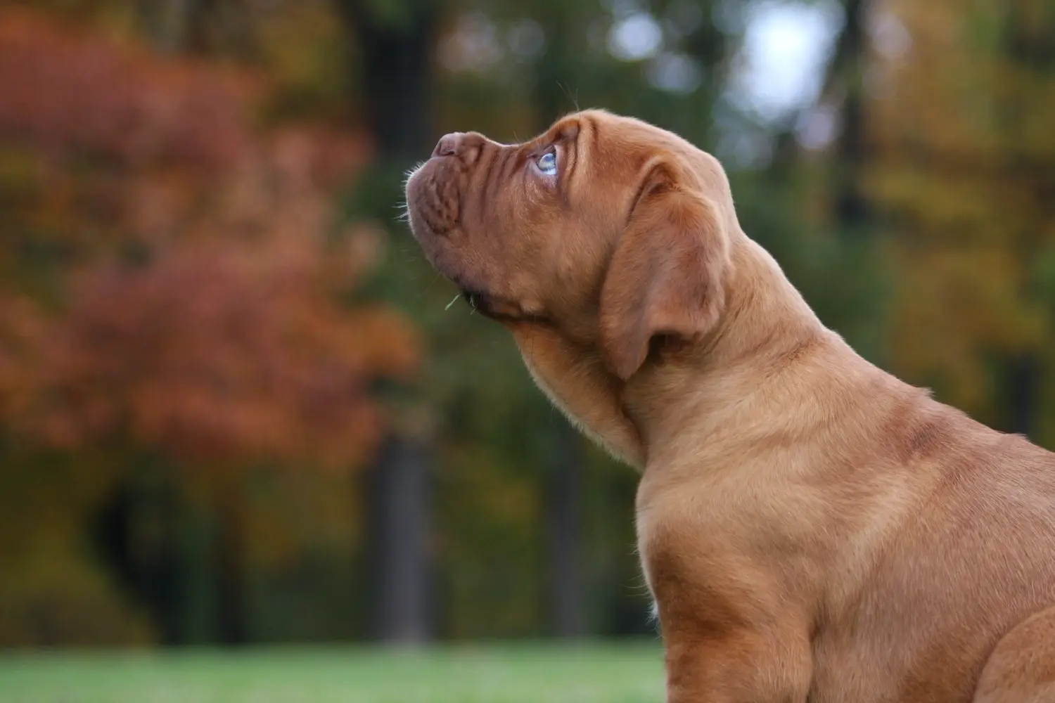 Koupě štěněte Dogue de Bordeaux znamená převzít odpovědnost! Prodám štěňata Dogue de Bordeaux.