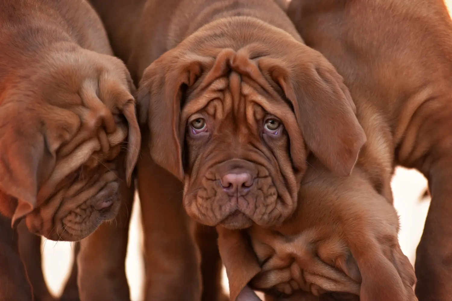Koupě štěněte Dogue de Bordeaux znamená převzít odpovědnost! Prodám štěňata Dogue de Bordeaux.