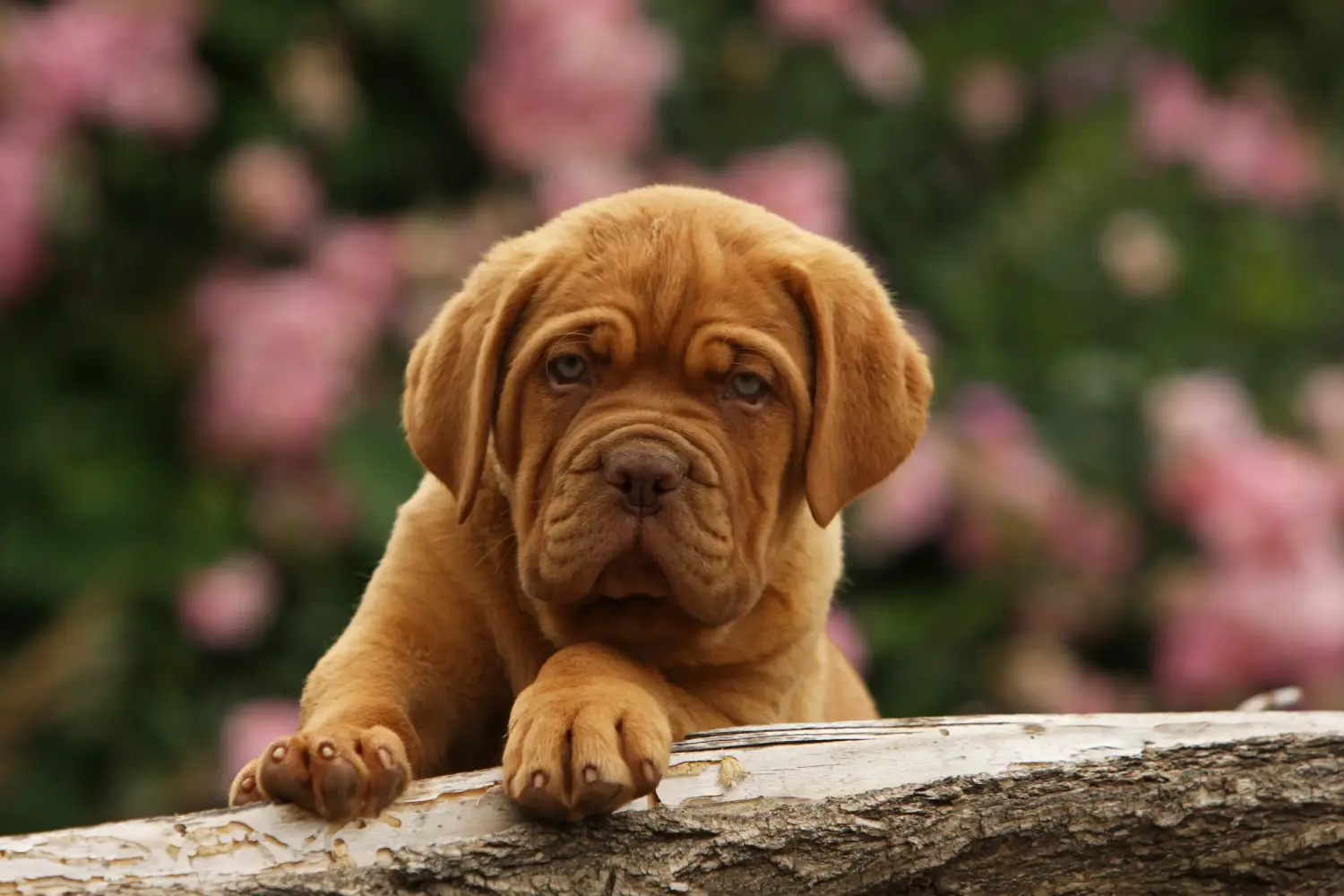 Koupě štěněte Dogue de Bordeaux znamená převzít odpovědnost! Prodám štěňata Dogue de Bordeaux.