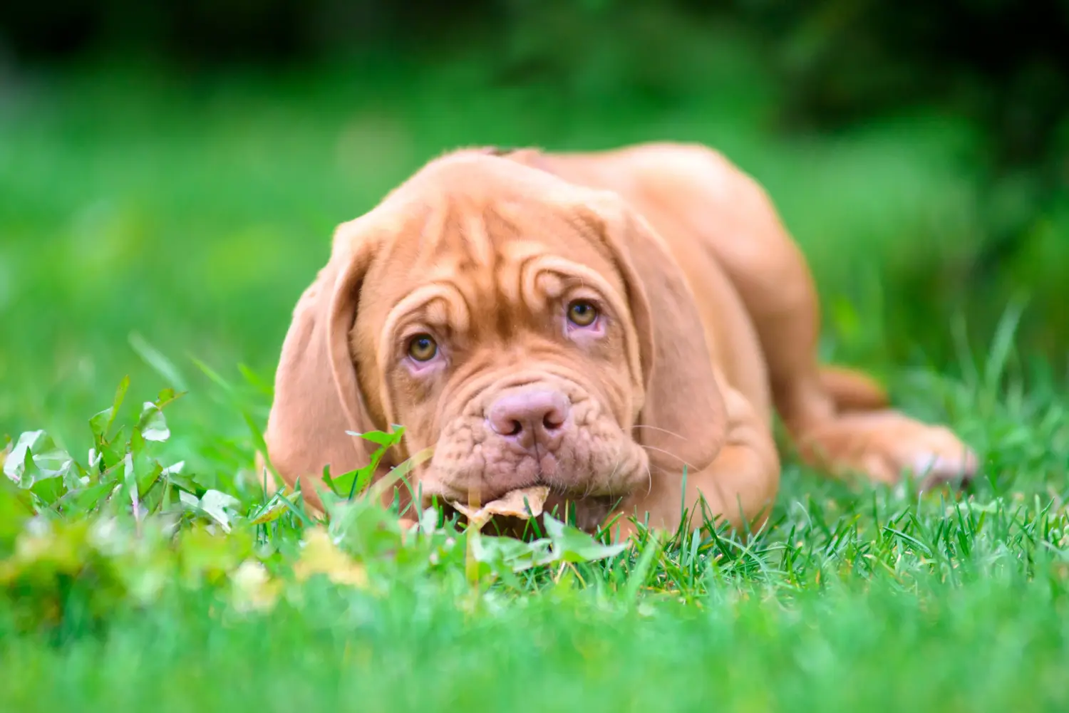 Koupě štěněte Dogue de Bordeaux znamená převzít odpovědnost! Prodám štěňata Dogue de Bordeaux.