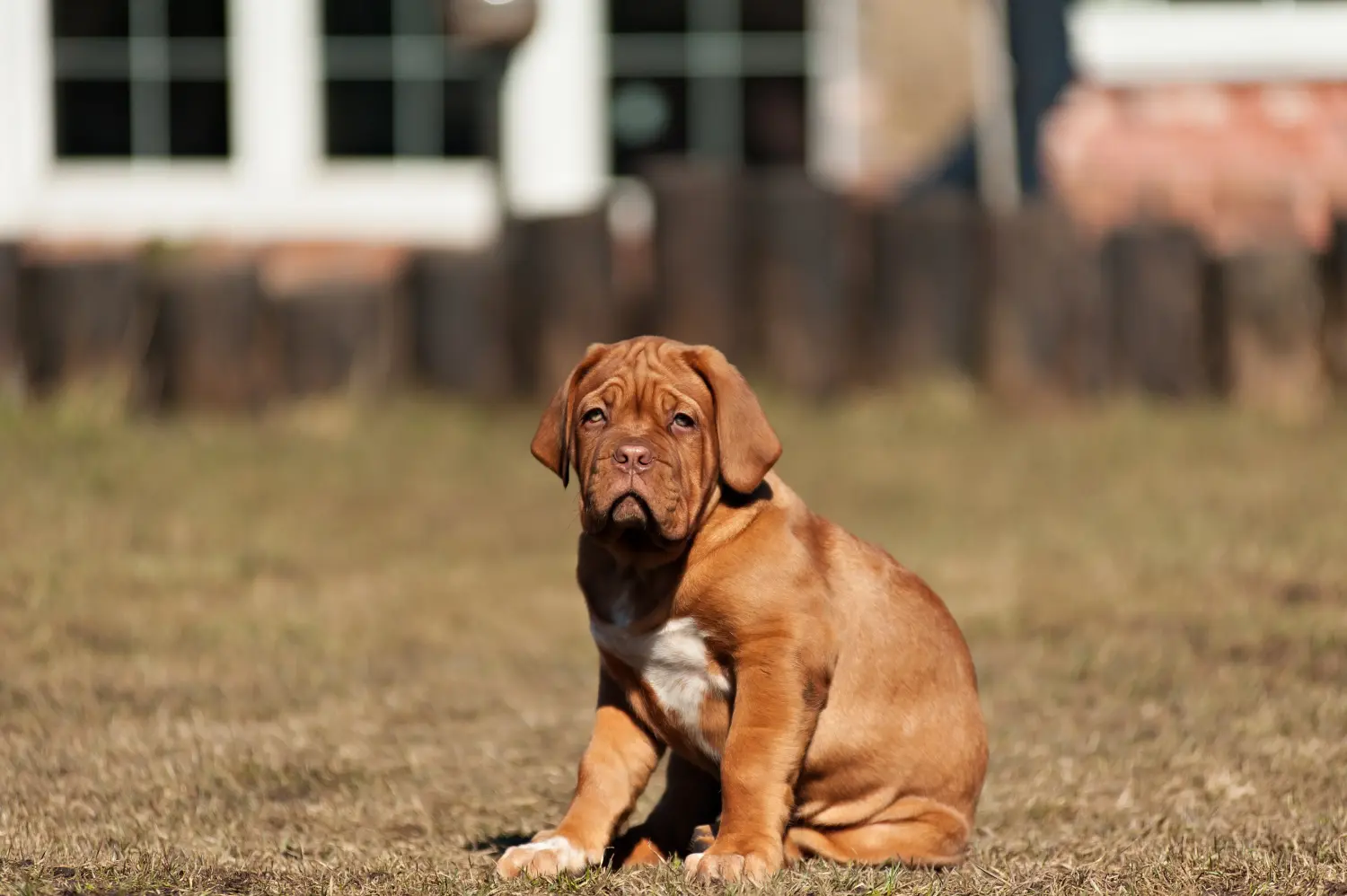 Koupě štěněte Dogue de Bordeaux znamená převzít odpovědnost! Prodám štěňata Dogue de Bordeaux.