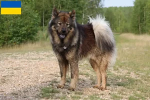 Přečtete si více ze článku Chovatelé Eurasier a štěňata na Ukrajině