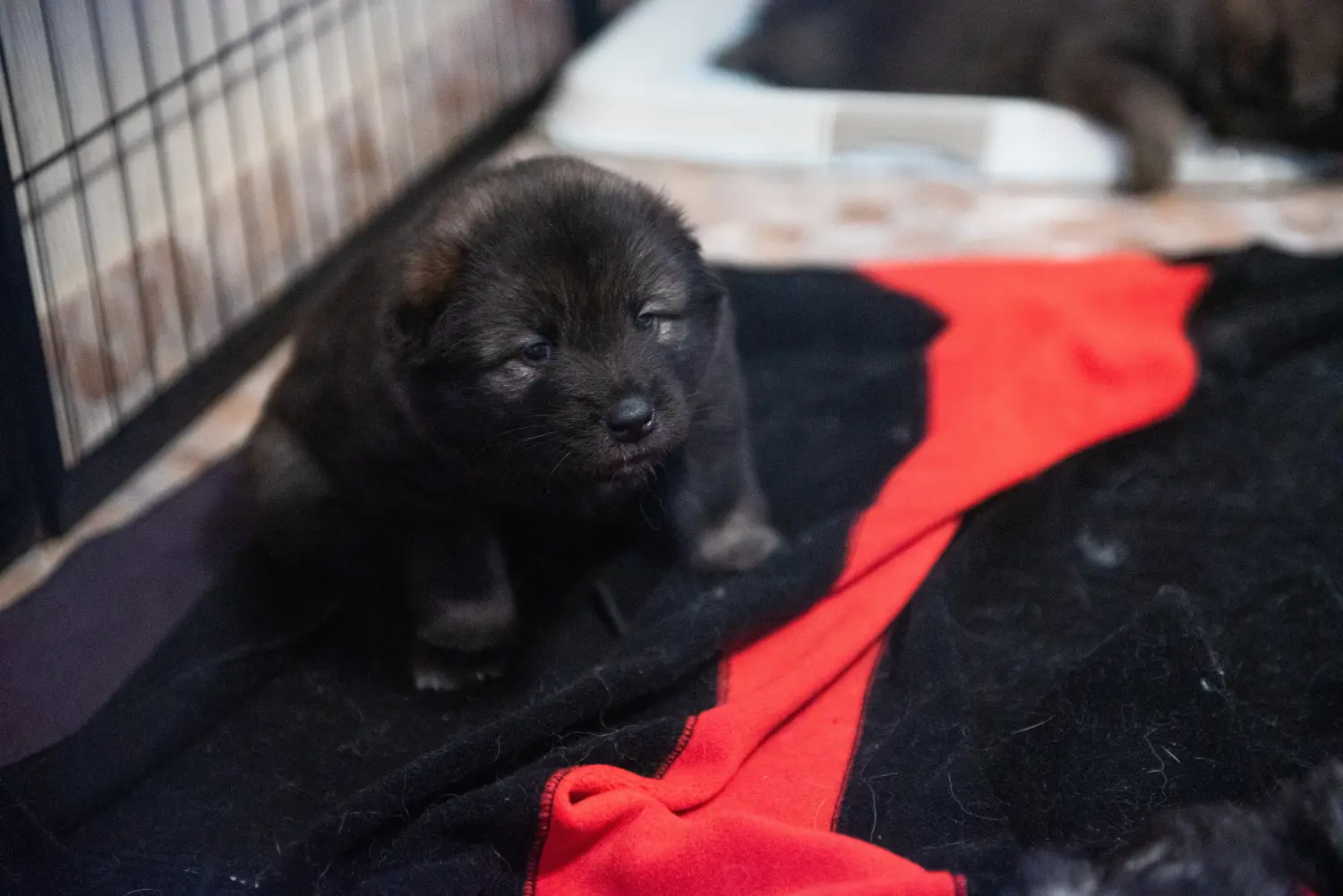 Koupit si štěně Eurasiera znamená převzít odpovědnost! Prodám štěňata Eurasier.
