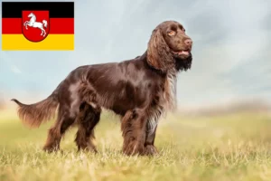Přečtete si více ze článku Chovatelé polních španělů a štěňat v Dolním Sasku