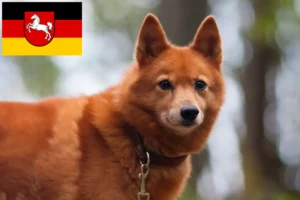 Přečtete si více ze článku Chovatelé finských špiců a štěňat v Dolním Sasku