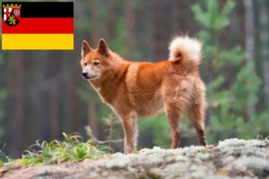 Přečtete si více ze článku Chovatelé finských špiců a štěňat v Porýní-Falci