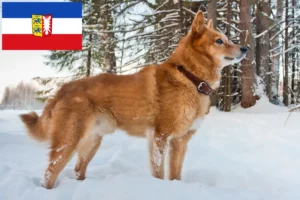 Přečtete si více ze článku Chovatelé finských špiců a štěňat ve Šlesvicku-Holštýnsku