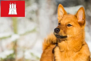 Přečtete si více ze článku Chovatelé finských špiců a štěňat v Hamburku