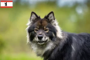 Přečtete si více ze článku Chovatel finských laponských psů a štěňat v Berlíně