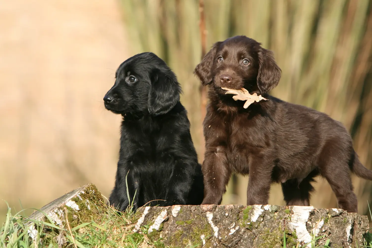Pořídit si štěně Flat Coated Retrievera znamená převzít odpovědnost! Prodám štěňata Flat Coated Retriever.