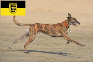 Přečtete si více ze článku Chovatelé a štěňata Galgo Espanol v Bádensku-Württembersku