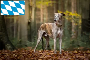 Přečtete si více ze článku Chovatelé a štěňata Galgo Espanol v Bavorsku