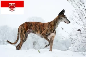 Přečtete si více ze článku Chovatelé a štěňata Galgo Espanol v Brandenburgu