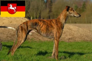Přečtete si více ze článku Chovatelé a štěňata Galgo Espanol v Dolním Sasku