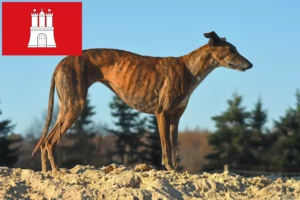 Přečtete si více ze článku Chovatelé a štěňata Galgo Espanol v Hamburku