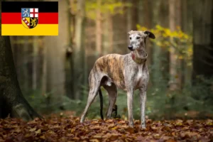 Přečtete si více ze článku Chovatelé a štěňata Galgo Espanol v Sársku